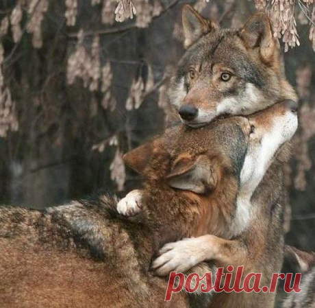 Мой Мир@Mail.Ru