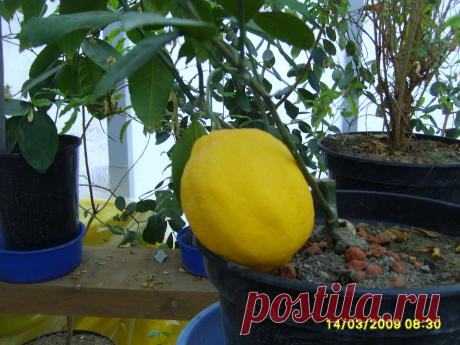ЛИМОН «Мейера»(Citrus limon “Meira”) - уникальный сорт комнатного лимона. Потрясающая урожайность! Плоды от 90-120 г, мякоть сочная, можно есть без сахара. Саженцы способны цвести 4-5 раз в год.   1 саж. - (в контейнере)  - 600руб.Вышлю каталог растений. Пишите на kippiep@mail.ru