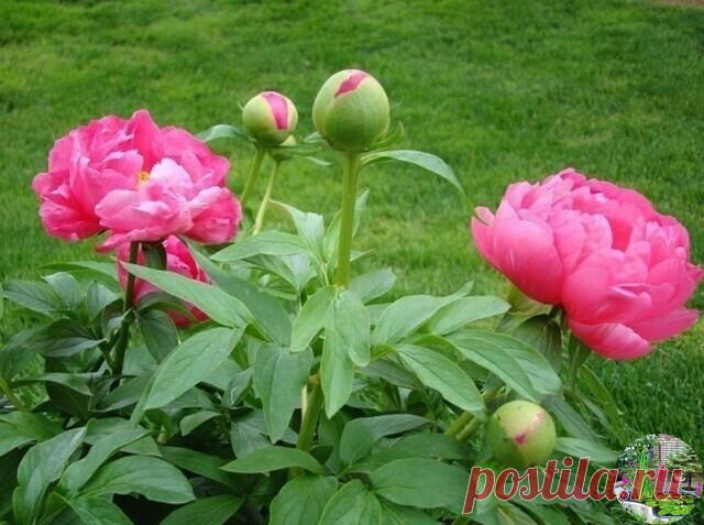 4 ЭТАПА ВНЕСЕНИЯ УДОБРЕНИЙ ДЛЯ ПИОНОВ

1 этап – как только появятся молодые ростки, залейте в ямку у корней раствор аммиачной селитры (15 г. на 10 л. воды).

2 и 3 этап – на стадии появления бутонов и на стадии их цветения внесите 7-8 г. аммиачной селитры, 5-6 г. калийной соли и 10-12 г. суперфосфата.

4 этап – когда цветение уже закончится, внесите 5-6 г. калийной соли и 10-12 г. суперфосфата.