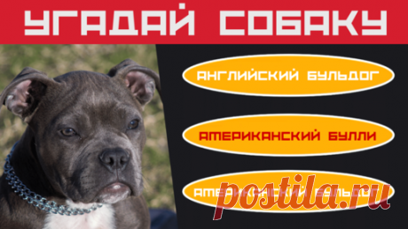 👍❤ Пожалуйста поддержите авторов канала Дом тестов подпиской, лайком, комментарием и репостом! Это очень важно, так как Яндекс.Дзен платит только за…