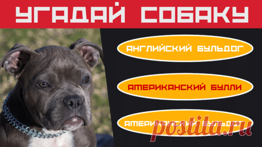 👍❤ Пожалуйста поддержите авторов канала Дом тестов подпиской, лайком, комментарием и репостом! Это очень важно, так как Яндекс.Дзен платит только за…