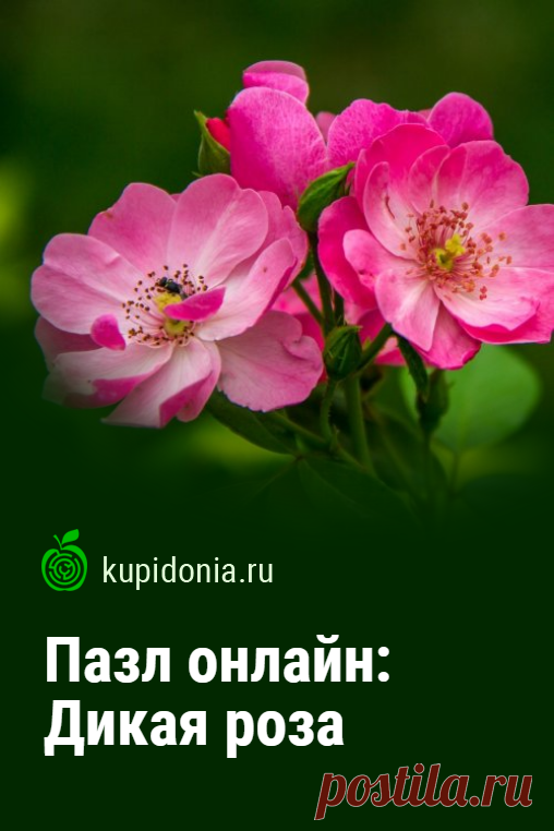 Пазл онлайн: Дикая роза. Красивый пазл онлайн с яркими дикими розами. Собирай пазлы на сайте.