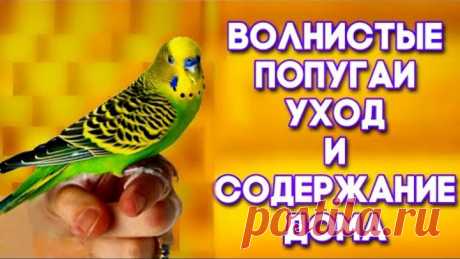 Уход за волнистым попугаем. УХОД и СОДЕРЖАНИЕ ВОЛНИСТЫХ ПОПУГАЕВ дома.