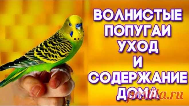 Уход за волнистым попугаем. УХОД и СОДЕРЖАНИЕ ВОЛНИСТЫХ ПОПУГАЕВ дома.