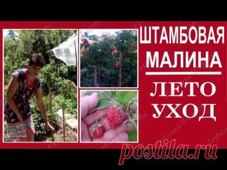 Штамбовая малина Уход во время плодоношения
