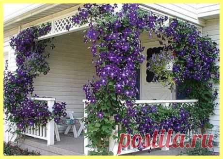 Цветы клематисы посадка и уход фото - SEO на Даче С древнегреческого “Clematis” переводится как “усики”. Также называют его ещё «ломоносом» из-за довольно неприятного запаха разломанных плодов. Немногие лиановидные растения могут “похвалиться” столь богатой палитрой [...]