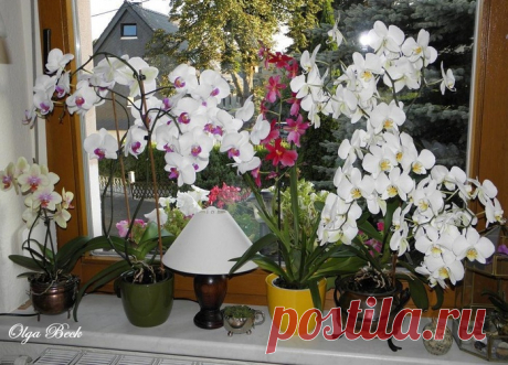 Орхидеи Phalaenopsis . Ошибки и опыт по уходу.