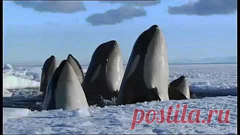 (11) Facebook