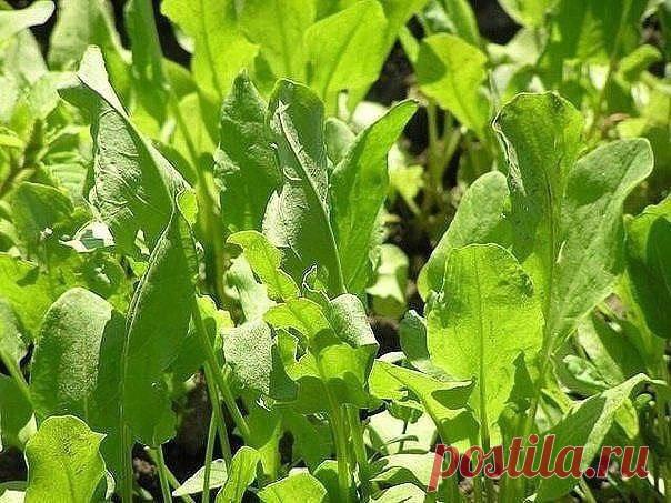 &#10133; 17 дачных растений, обладающих целебными свойствами 