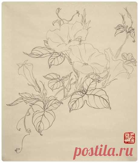 Цветок Вьюнка. Контурный рисунок