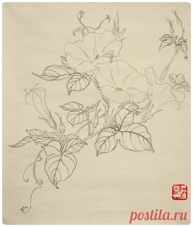 Цветок Вьюнка. Контурный рисунок