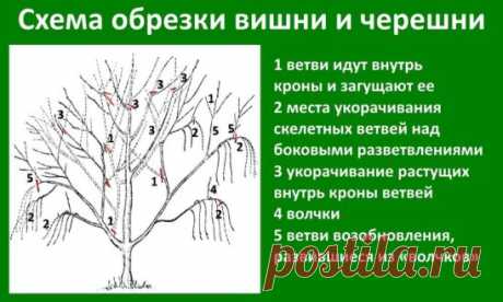 КАК ПРАВИЛЬНО ОБРЕЗАТЬ ЧЕРЕШНЮ
Сохраните, чтобы не потерять!
Формирование и обрезка черешни.
Черешня обладает высокой пробудимостью почек, но побегообразовательная способность у нее слабая.Поэтому у нее ярко выражена стволовость и ярусность в размещении ветвей. Формировать черешню рекомендуется по типу ярусной кроны, которая наиболее полно соответствует особенностям этой культуры.
Наибольшее распространение получили разреженно-ярусная, вазообразная, полуплоская и веретеновидная.
Для формирован