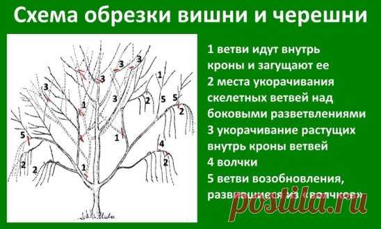 КАК ПРАВИЛЬНО ОБРЕЗАТЬ ЧЕРЕШНЮ
Сохраните, чтобы не потерять!
Формирование и обрезка черешни.
Черешня обладает высокой пробудимостью почек, но побегообразовательная способность у нее слабая.Поэтому у нее ярко выражена стволовость и ярусность в размещении ветвей. Формировать черешню рекомендуется по типу ярусной кроны, которая наиболее полно соответствует особенностям этой культуры.
Наибольшее распространение получили разреженно-ярусная, вазообразная, полуплоская и веретеновидная.
Для формирован