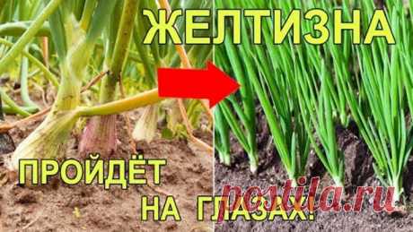 Желтеют Перья Лука Что Делать Лучшее Народное Средство От Луковой Мухи и других Вредителей