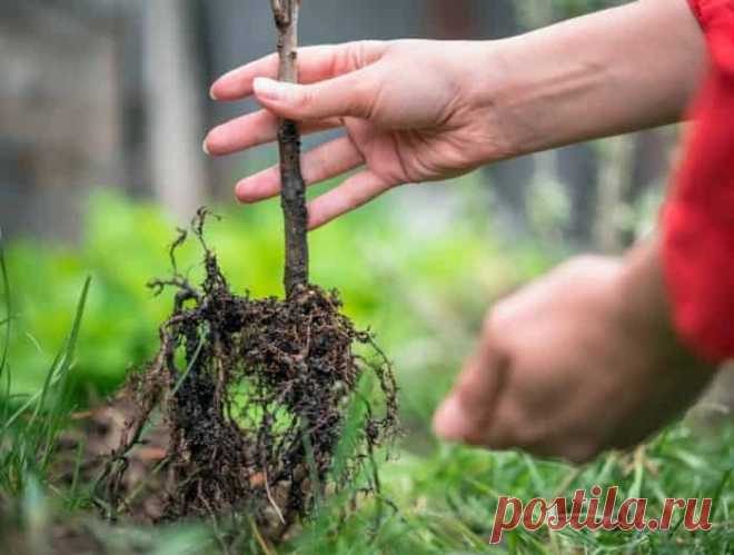 В статье дачного портала рассказывается, как правильно купить саженцы, в каком возрасте и как выбрать саженцы плодовых деревьев правильно, когда лучше