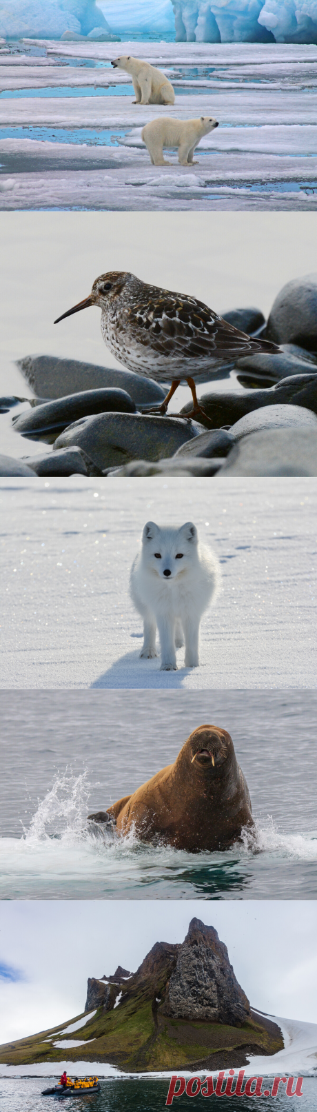 Далекая Земля Франца-Иосифа глазами российских фотографов