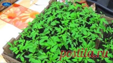 ПОМИДОРЫ-ОТ ПОСЕВА ДО УБОРКИ В ОДНОМ ВИДЕО!