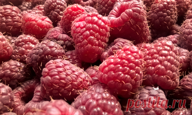 В Израиле запретили малину: раскрываем причину «нелюбви» к этой вкусной и полезной ягоде
Мы себе даже и представить не можем лето без свежей малины, а зиму без самого любимого на свете варенья из целебных ароматных ягод! Малина — это вкус детства, лета, счастья. Но вот в Израиле на этот счёт, видимо, другое мнение. С апреля 2021 года малину там не купить ни в свежем, ни в мороженом, ни […]
Читай пост далее на сайте. Жми ⏫ссылку выше