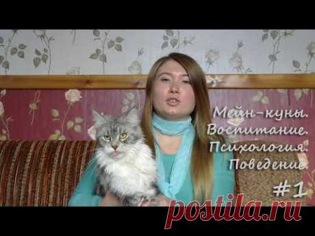 Мейн-кун. Воспитание. Психология. Поведение.