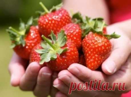Подкормка клубники дрожжами