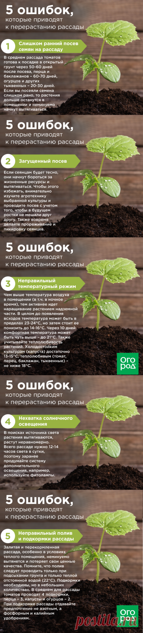 5 ошибок которые приводят к перерастанию рассады1