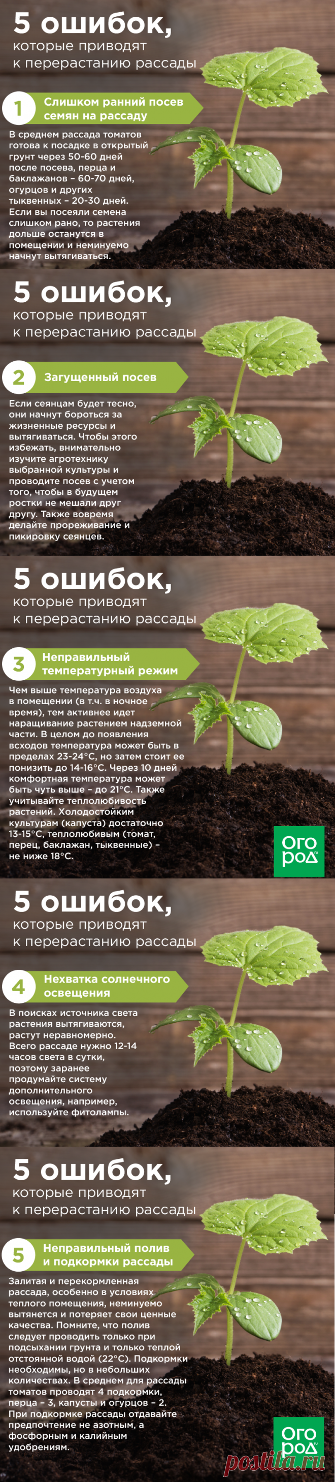 5 ошибок которые приводят к перерастанию рассады1