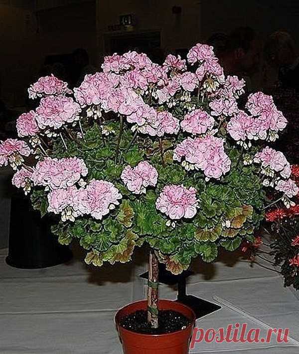 Одноклассники