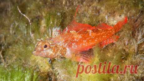 Tripterygіon tripteronotus (Risso, 1810).
