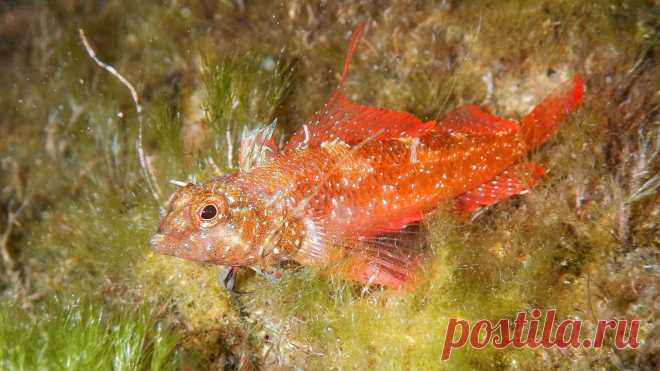 Tripterygіon tripteronotus (Risso, 1810).