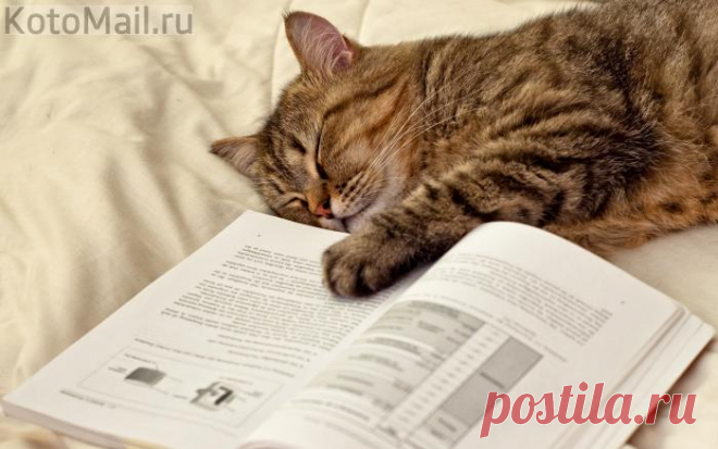 Лёг полежать - уснул... Лёг книгу почитать - уснул.. Лёг спать - не спится!