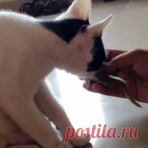 Мужчина спас этих бельчат от верной гибели. То, что случилось 4 дня спустя — растопит ваше сердце! - МирТесен