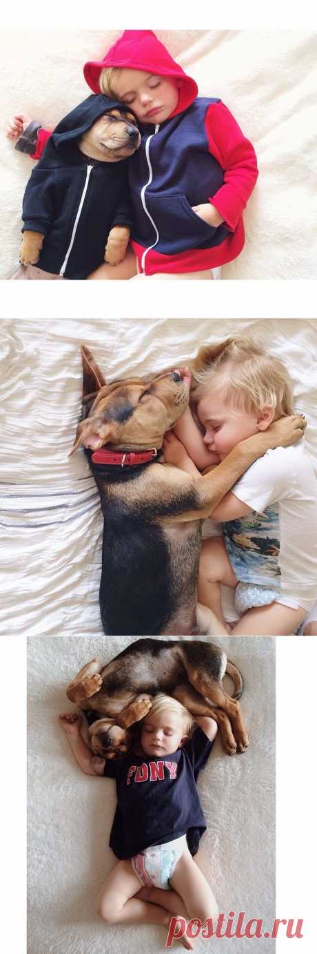 Дружба Бо и щенка Тео .