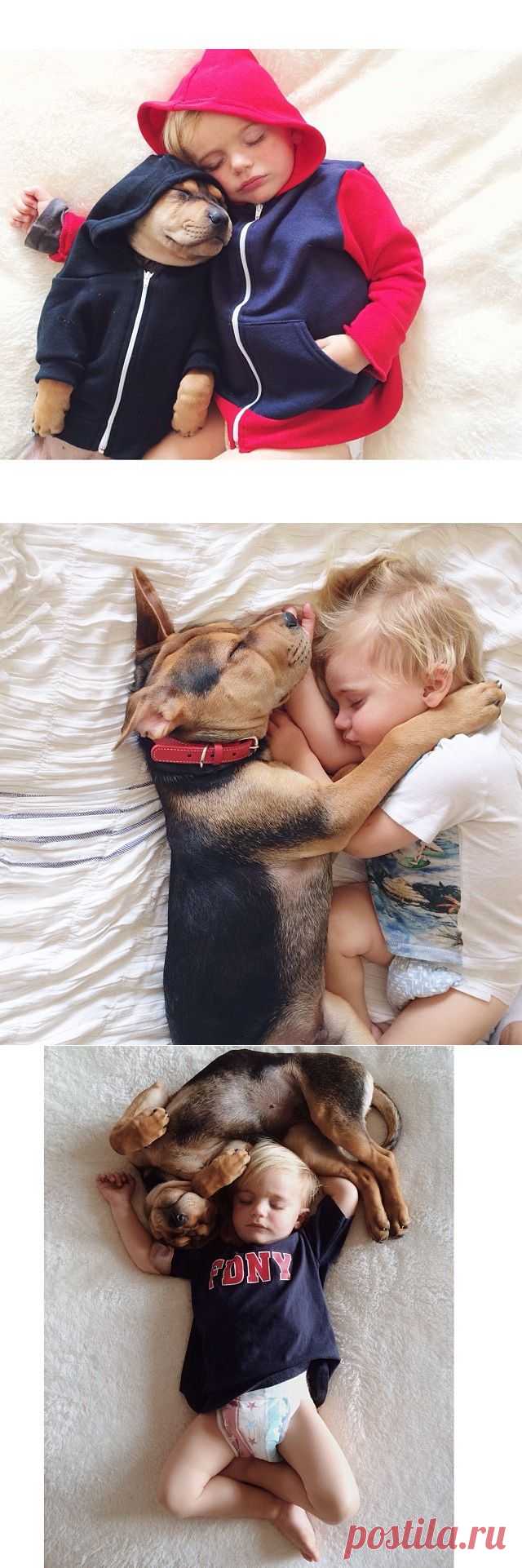 Дружба Бо и щенка Тео .