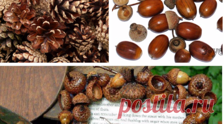 Собрала целый пакет шишек и желудей. Теперь мне завидуют все мои подруги! — В Курсе Жизни
