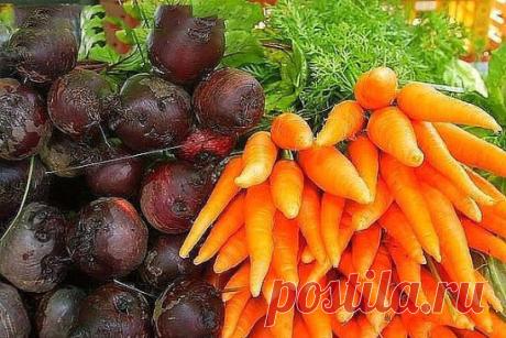 КАК ВЫРАСТИТЬ СВЕКЛУ И МОРКОВЬ САХАРНОЙ
Сохраните, чтобы не потерять!
Какими приемами можно повысить сахаристость свеклы и моркови? Нельзя под свеклу и морковь вносить органические удобрения, только под предшествующую культуру. Навоз, обеспечивая культуру повышенным количеством азота, придает им неприятный йодистый привкус. Корнеплоды вырастают корявыми, неестественно рыжего (морковь) или