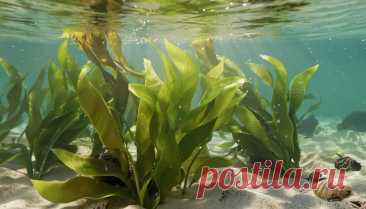 Ароморфозы водорослей: Первые шаги эволюции растений | PortalBio