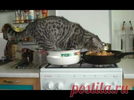 🐈 Наглость - кошачье счастье! 🐕 Смешное видео с кошками и котятами для хорошего настроения! 🐱