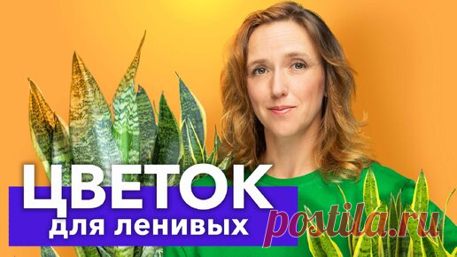 Самый неприхотливый и полезный цветок! Сансевиерия (щучий хвост) – пересадка и уход | Procvetok | Дзен