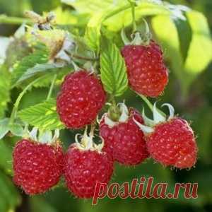 Малина: решаем проблемы