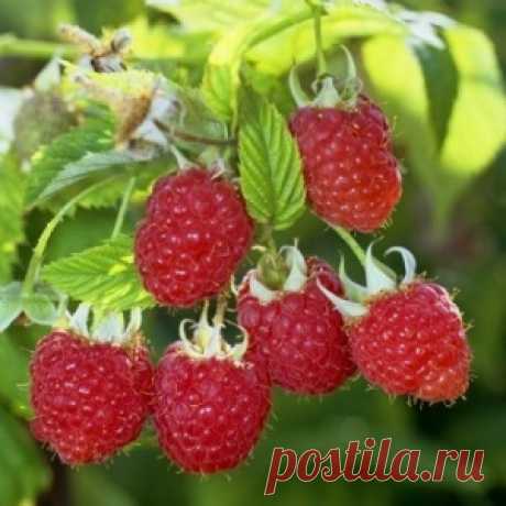 Малина: решаем проблемы