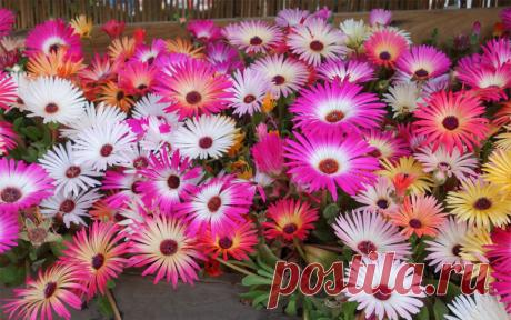 Мезембриантемум – посадка и уход в открытом грунте, фото