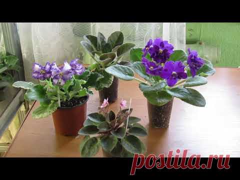 Когда  и зачем пересаживать фиалки.