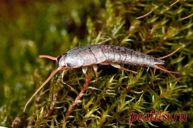 Обыкновенная чешуйница: Часто живёт в наших санузлах. Опасно ли это насекомое, и почему оно заводится? | Книга животных | Дзен