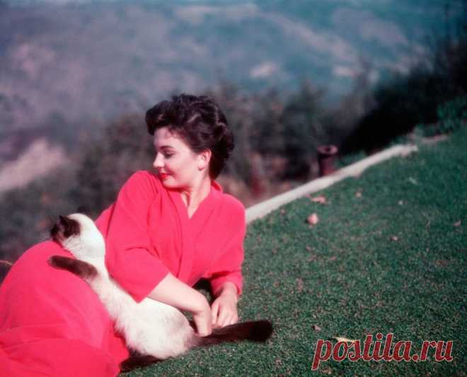 Jean Simmons
