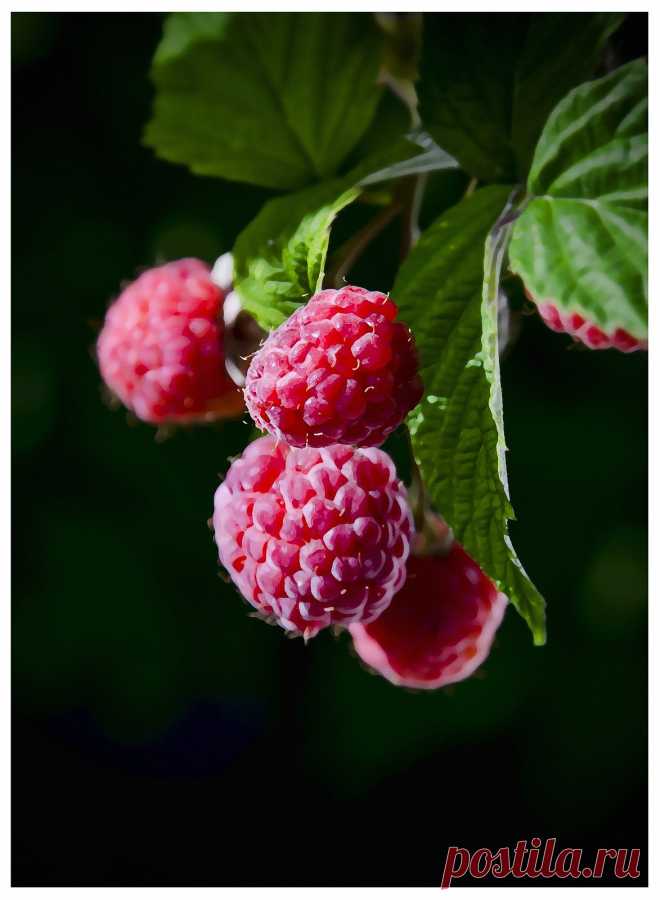 Малины было много