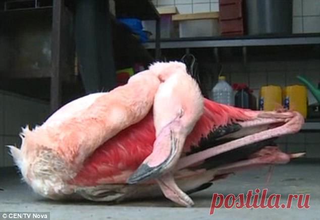 Малолетки забили до смерти фламинго в зоопарке 
Трое малолетних детей жестоко убили фламинго в зоопарке чешского города Йиглава. Ради развлечения они бросали в хрупких птиц палки и камни. В итоге, одна из фламинго погибла. По иронии судьбы, этой п…