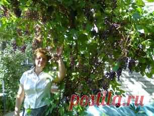 Саженцы. Саженцы от производителя. саженцы винограда