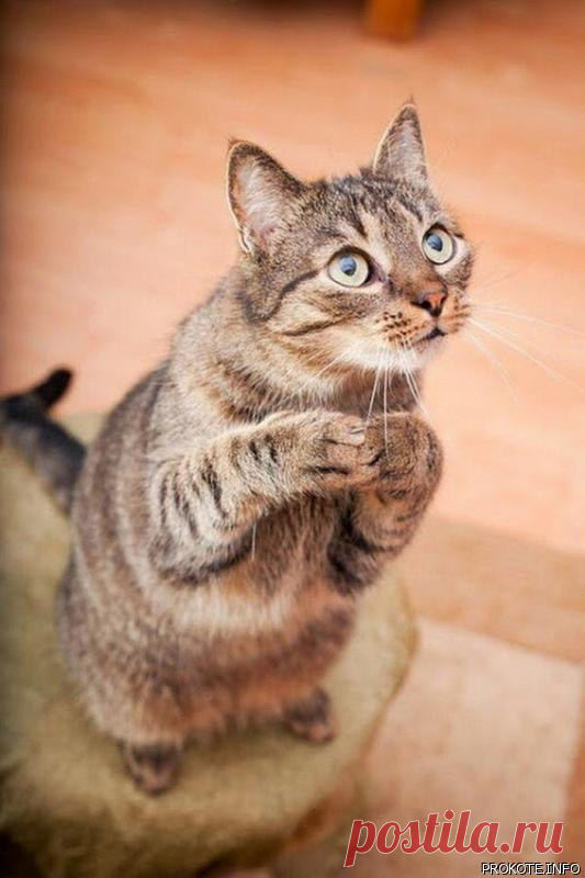 Можно мне тоже колбаску?