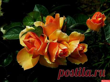 ✿ღ✿Лечебное стихотворение✿ღ✿