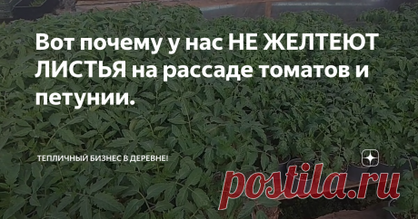 Вот почему у нас НЕ ЖЕЛТЕЮТ ЛИСТЬЯ на рассаде томатов и петунии.